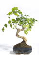 Les plantes vertes, bonsai